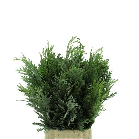 Coniferen Green 40cm