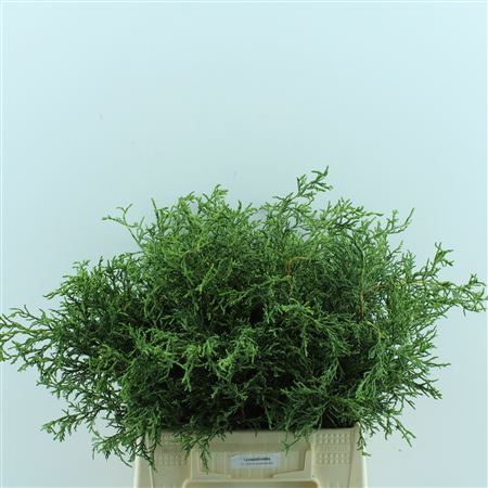Chamaecyparis Obtusa Nana Gracilis Per Bunch 40cm