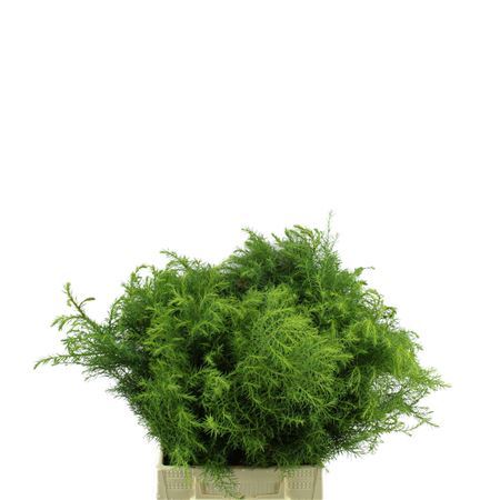 Cryptomeria Japonica Elegans Per Bunch 40cm