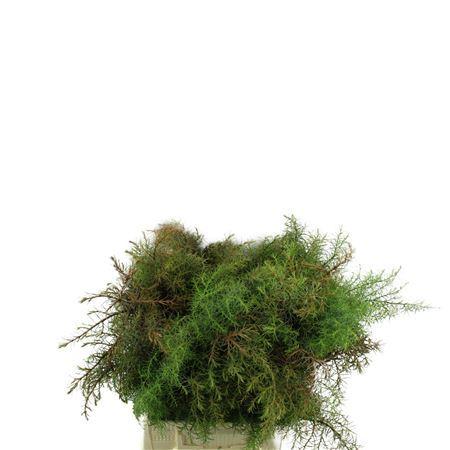 Cryptomeria Japonica Elegans Per Bunch 40cm