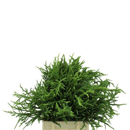 Cryptomeria Japonica Rasen Per Bunch 40cm