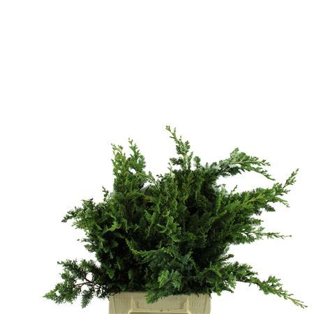 Chamaecyparis Lawsoniana Wisselii Per Bunch 40cm