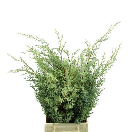 Cupressus Arizonica Glauca Per Bunch 40cm