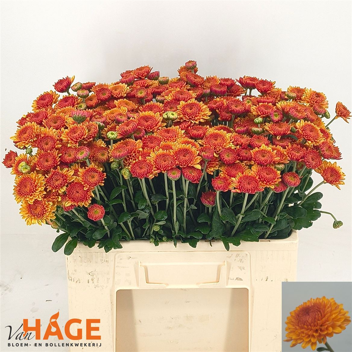 Chrysanth Spray Bella 55cm 50gr.