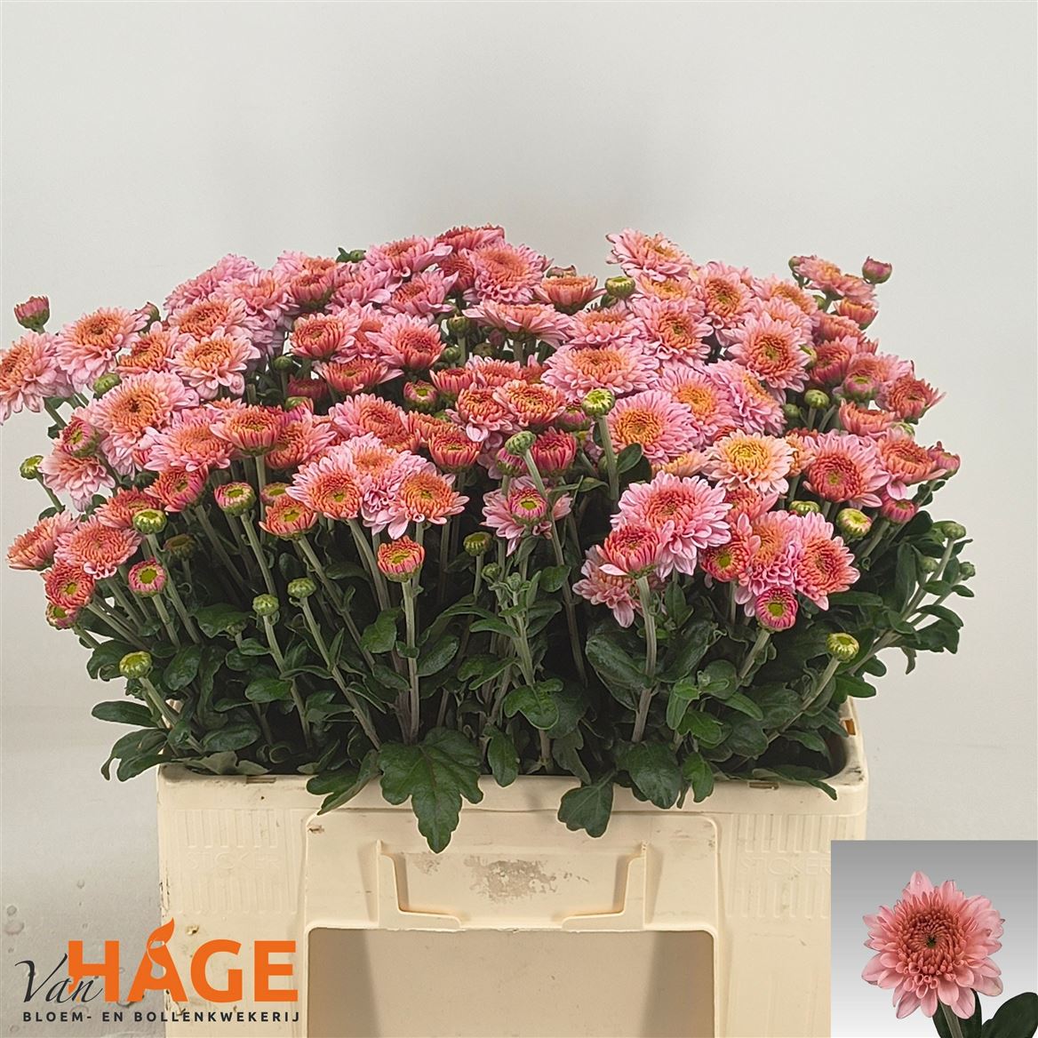 Chrysanth Spray Blenda 55cm 60gr.