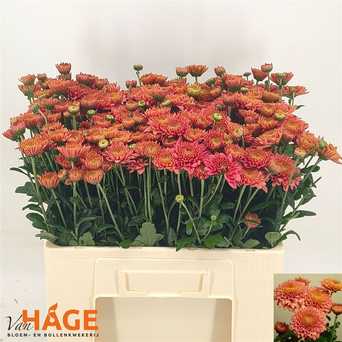 Chrysanth Spray Blenda Salmon 55cm 70gr.