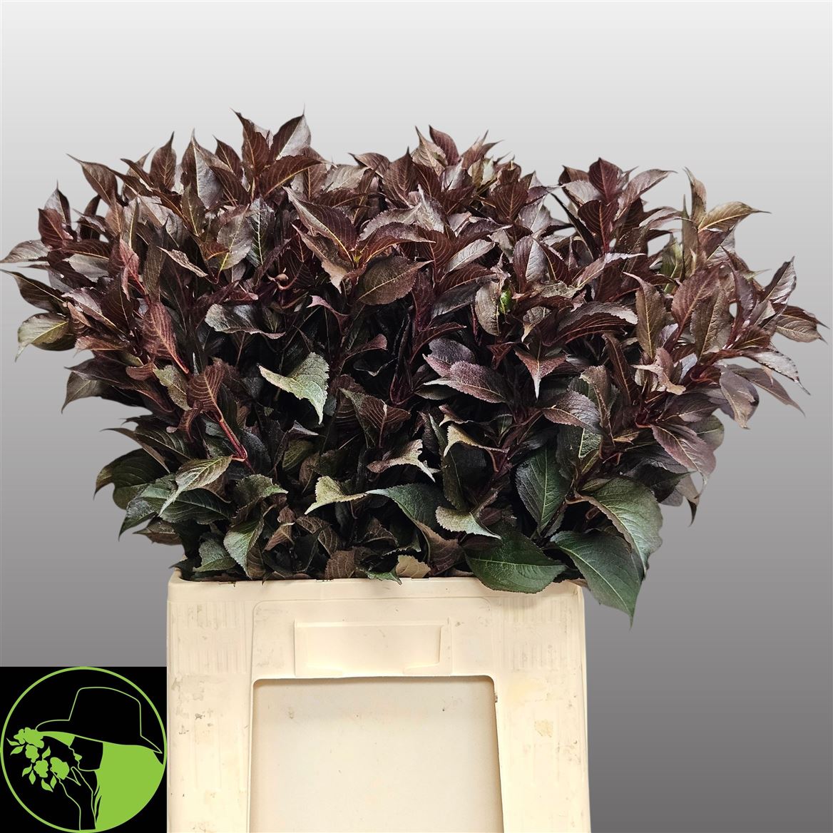 Weigela Shining Fantasy 70cm