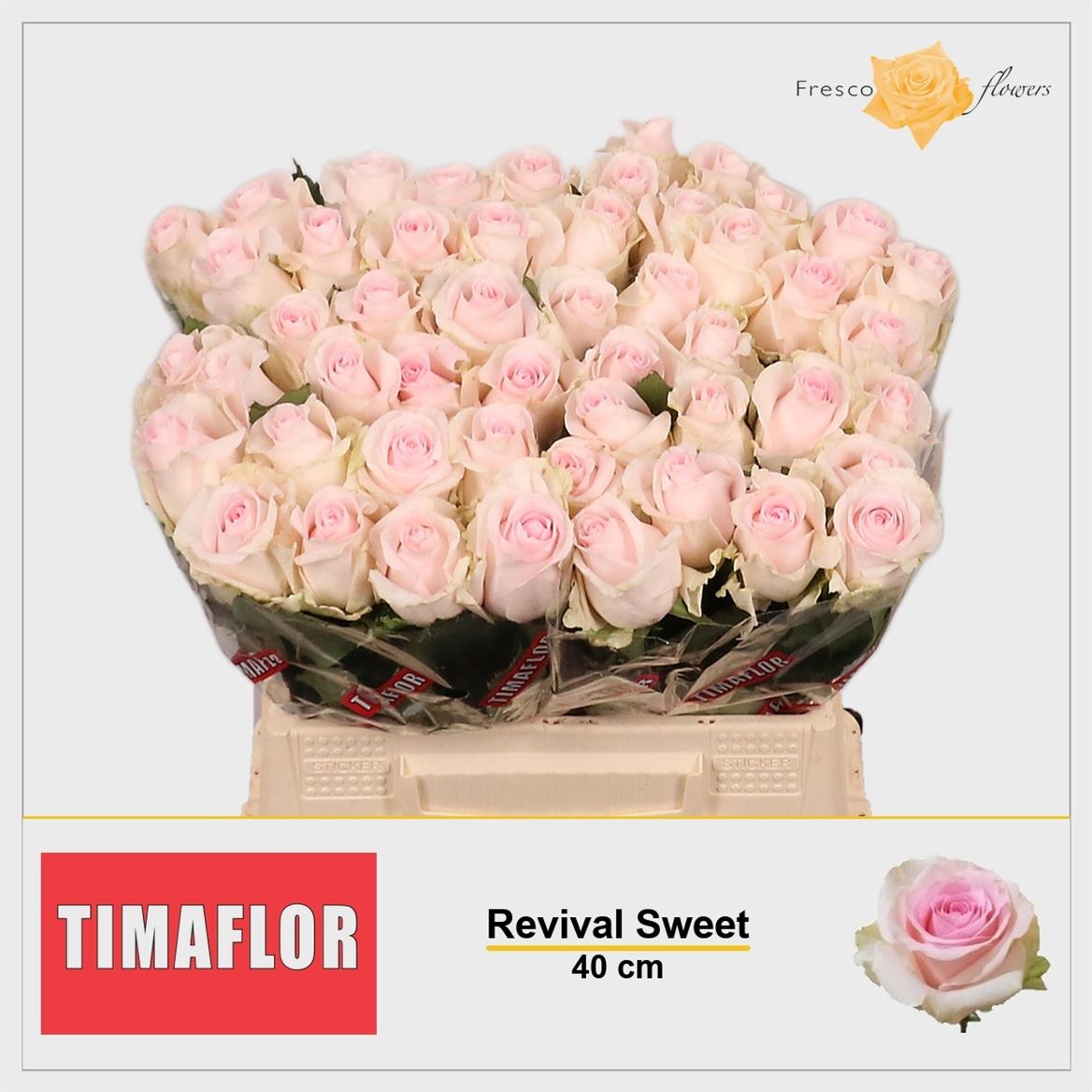 Rosa Revival Sweet 40cm