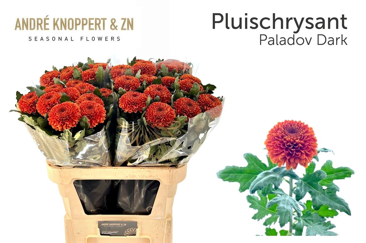 Chrysanth Single Paladov Dark 80cm 100gr.