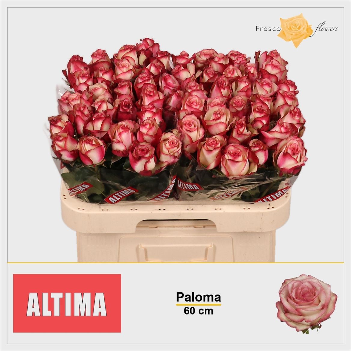Rosa Paloma 60cm