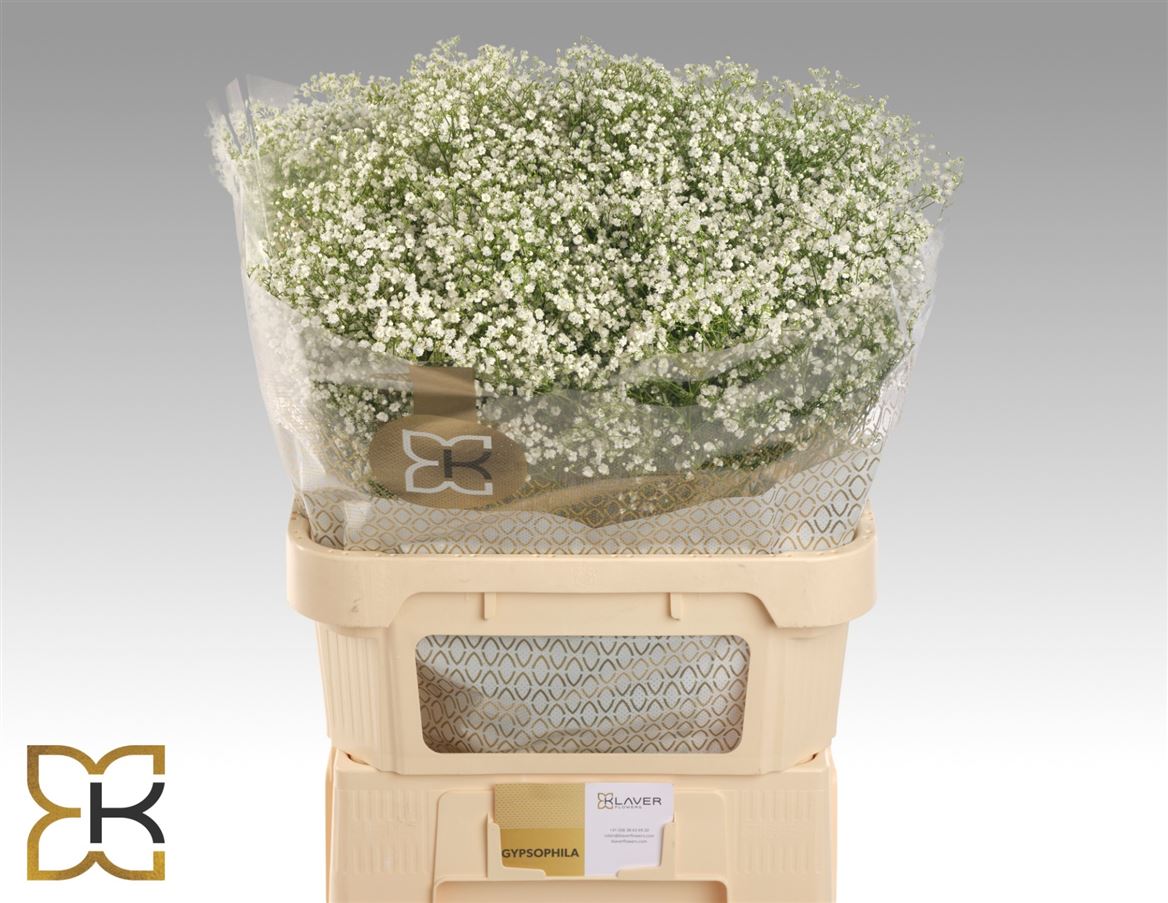 Gypsophila Paniculata Zinzi Discovery 80cm 30gr.