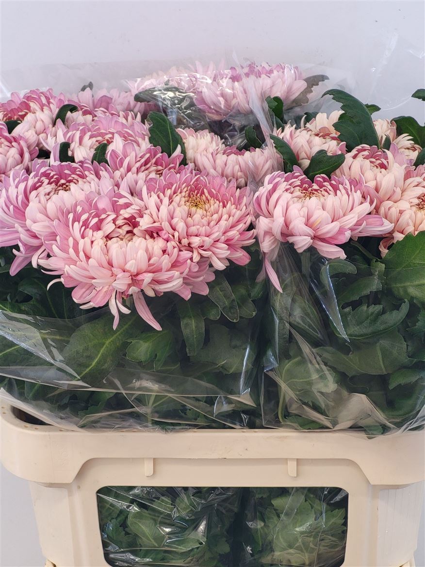 Chrysanth Single Allouise 80cm 110gr.