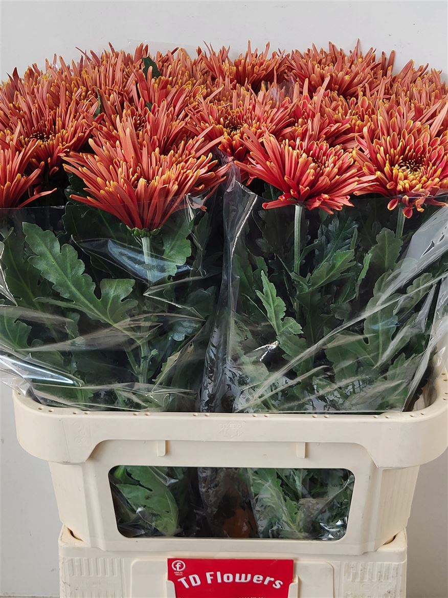 Chrysanth Single Tula Copper 80cm 75gr.