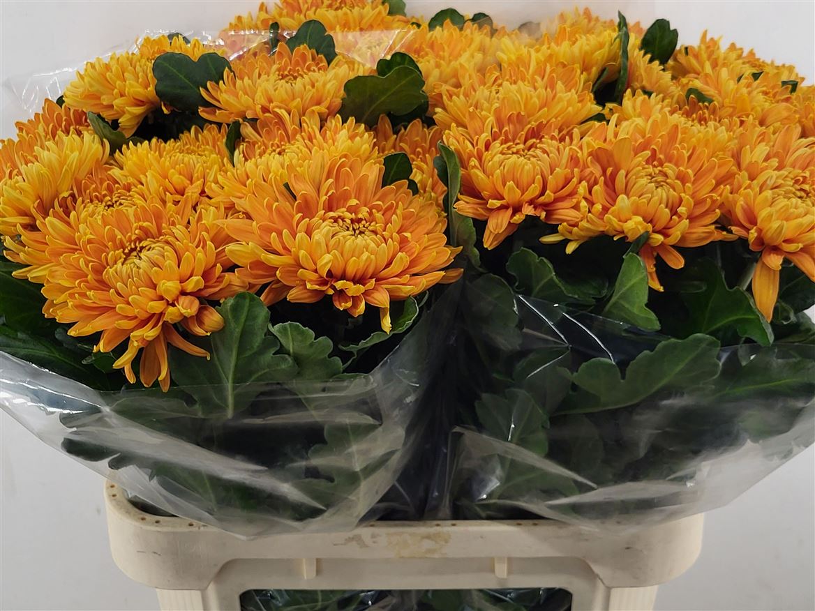 Chrysanth Single Astro 80cm 120gr.