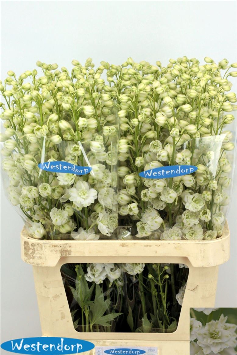 Delphinium Double Kissi White Kermit 90cm