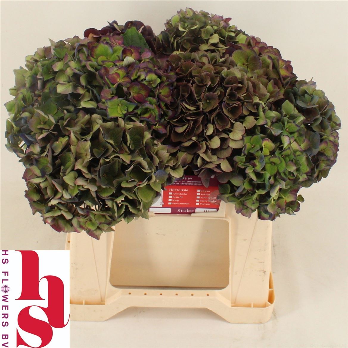 Hydrangea Mon Amour Classic 40cm 13-15cm Hd