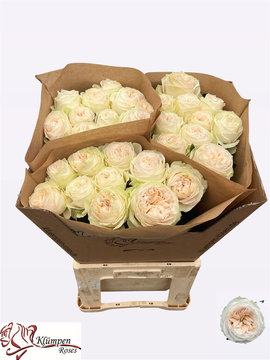 Rosa Asha Rose 70cm