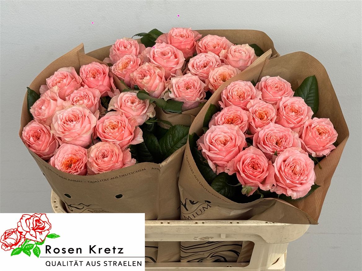 Rosa Elena 70cm