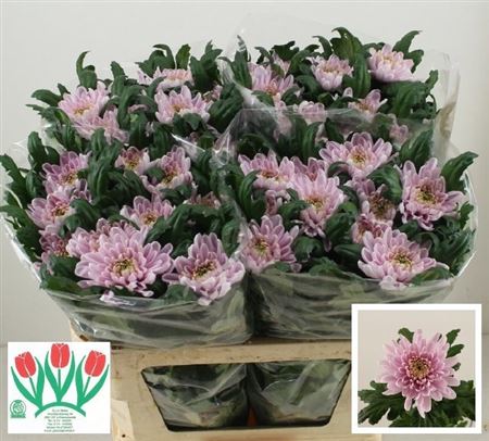 Chrysanth Single Rossano 70cm 90gr.