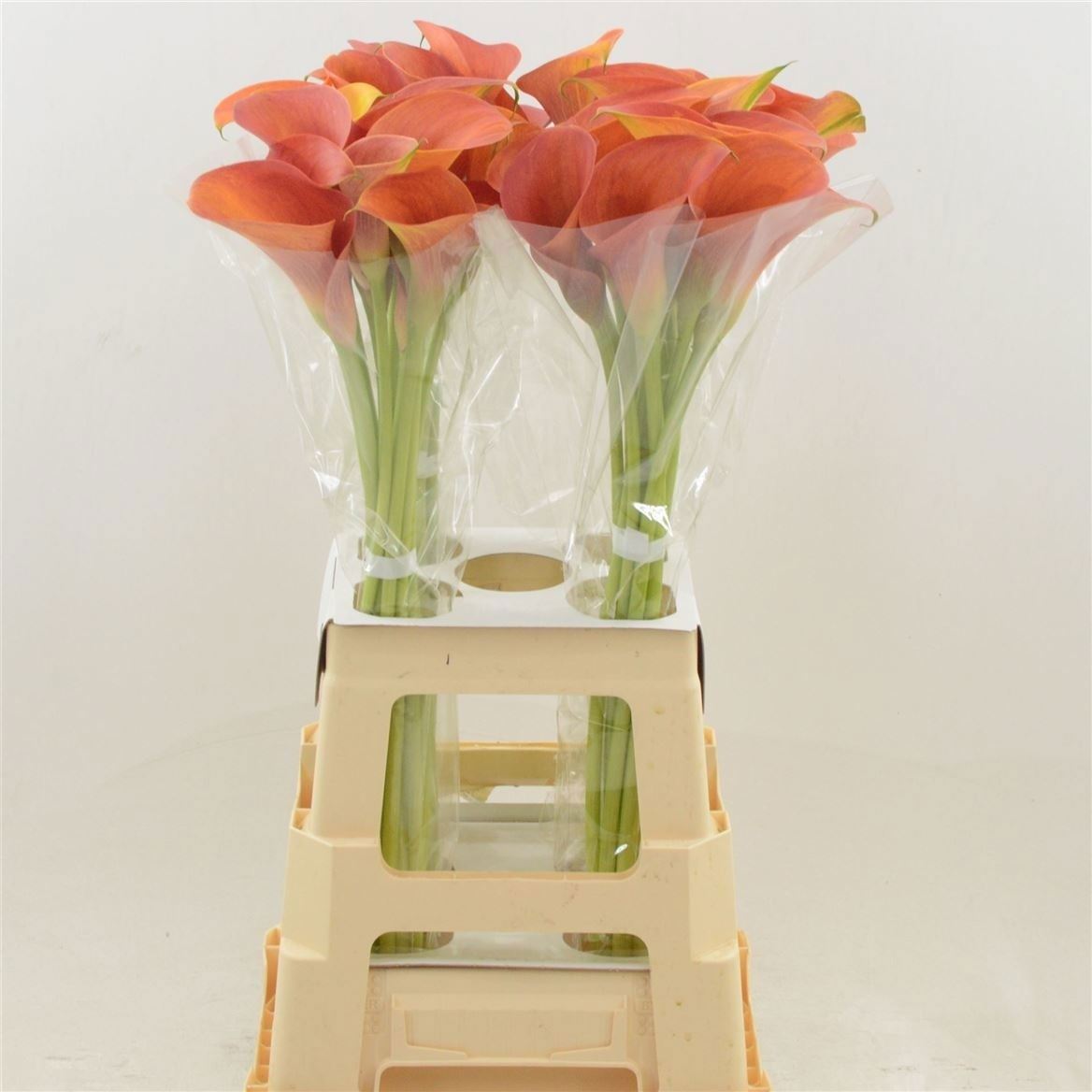 Zantedeschia Orange Pride 80cm