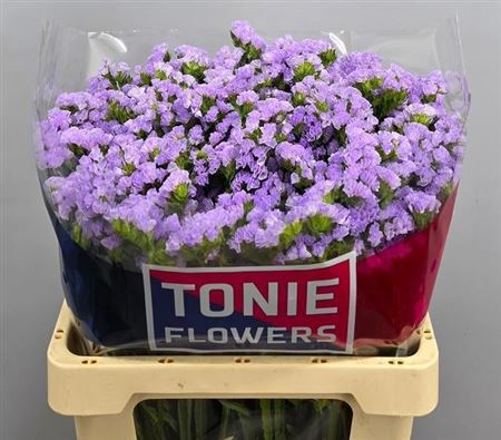 Limonium Sinuatum Tonie Lavender 60cm 50gr.