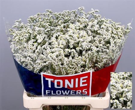 Limonium Sinense Clear Diamond 60cm 25gr.