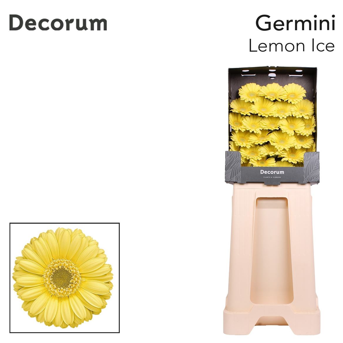 Germini Lemon Ice 50cm 7Ø