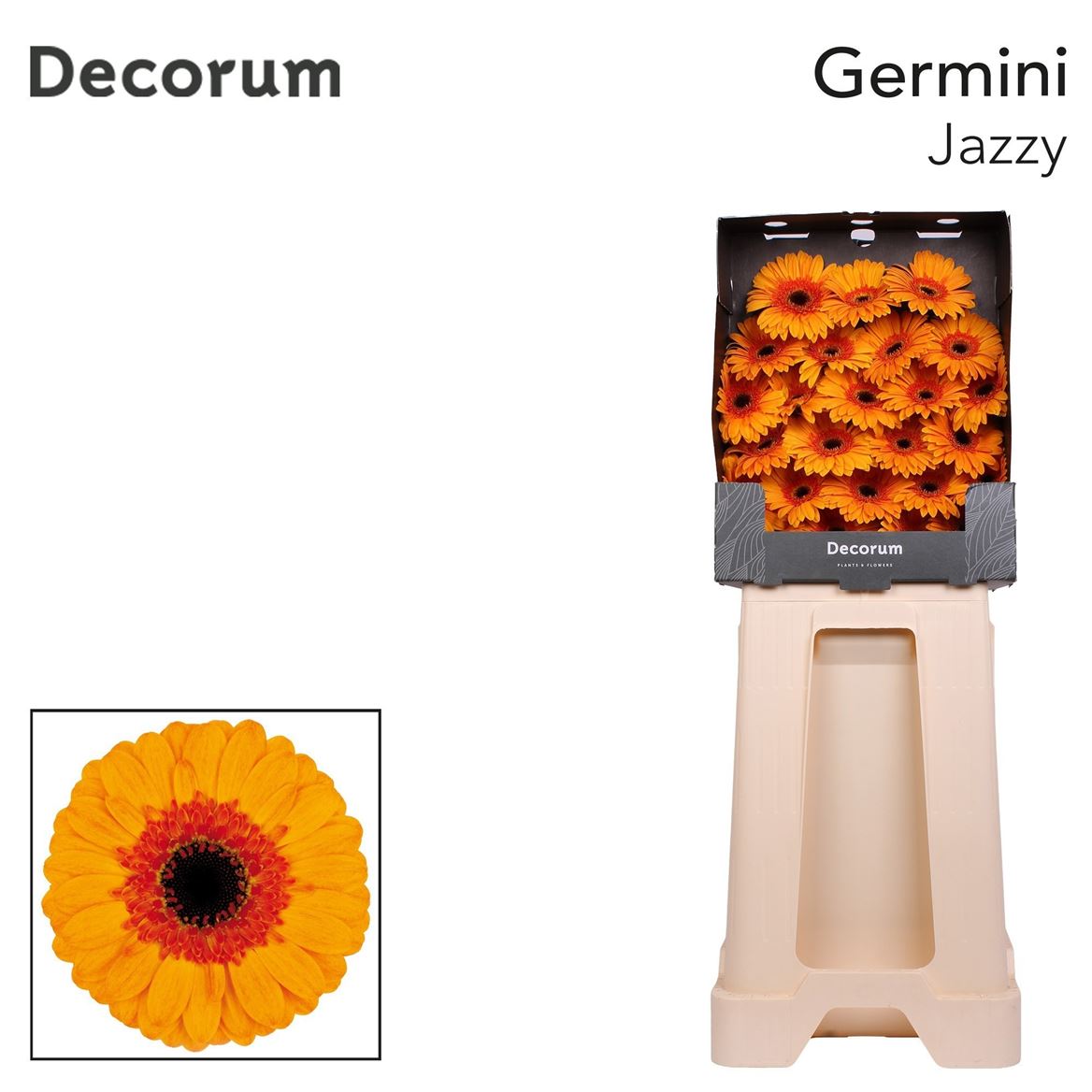 Germini Jazzy 50cm 7Ø