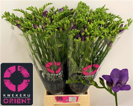 Freesia Double Biscaya 50cm 20gr.