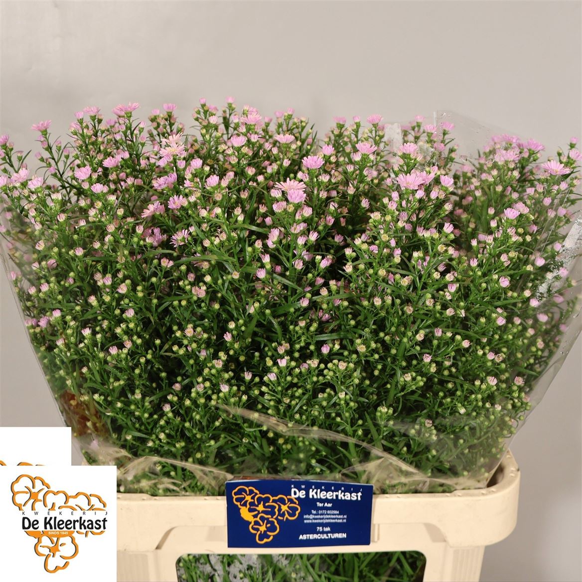Aster Claudia 80cm 40gr.