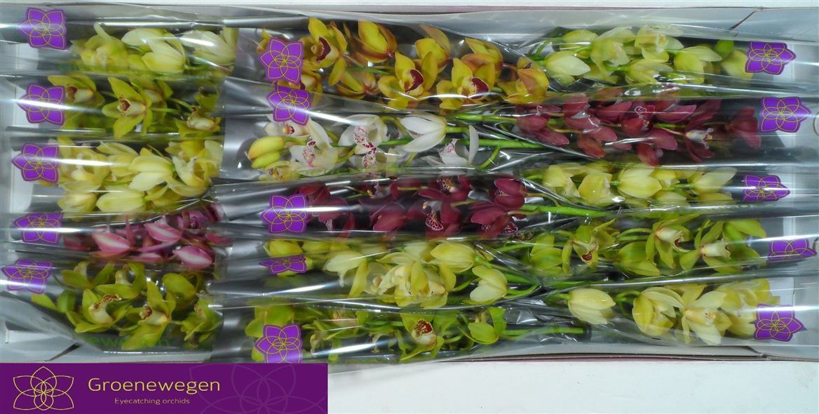 Cymbidium Mini Mix 50cm