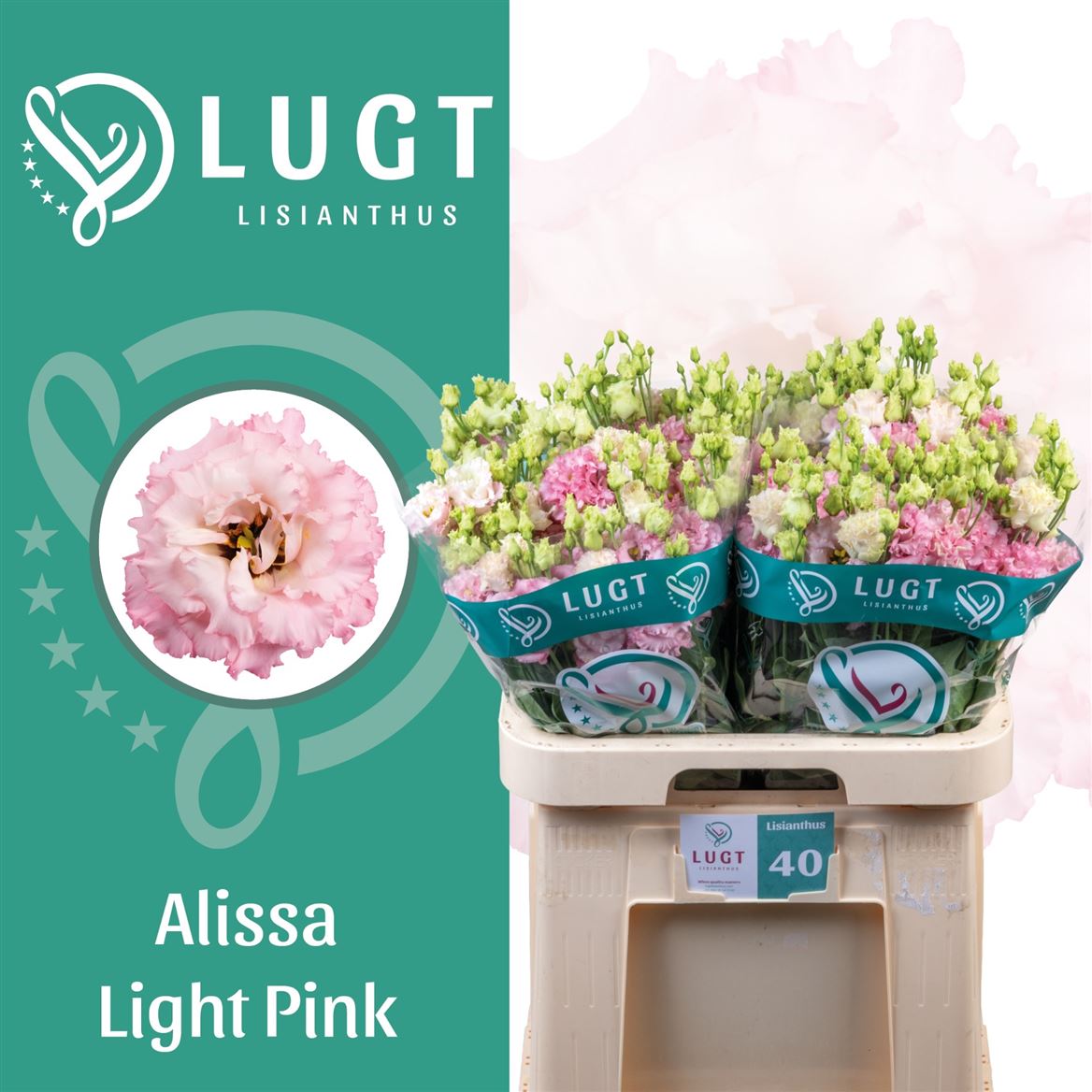 Eustoma Double Alissa Light Pink 70cm