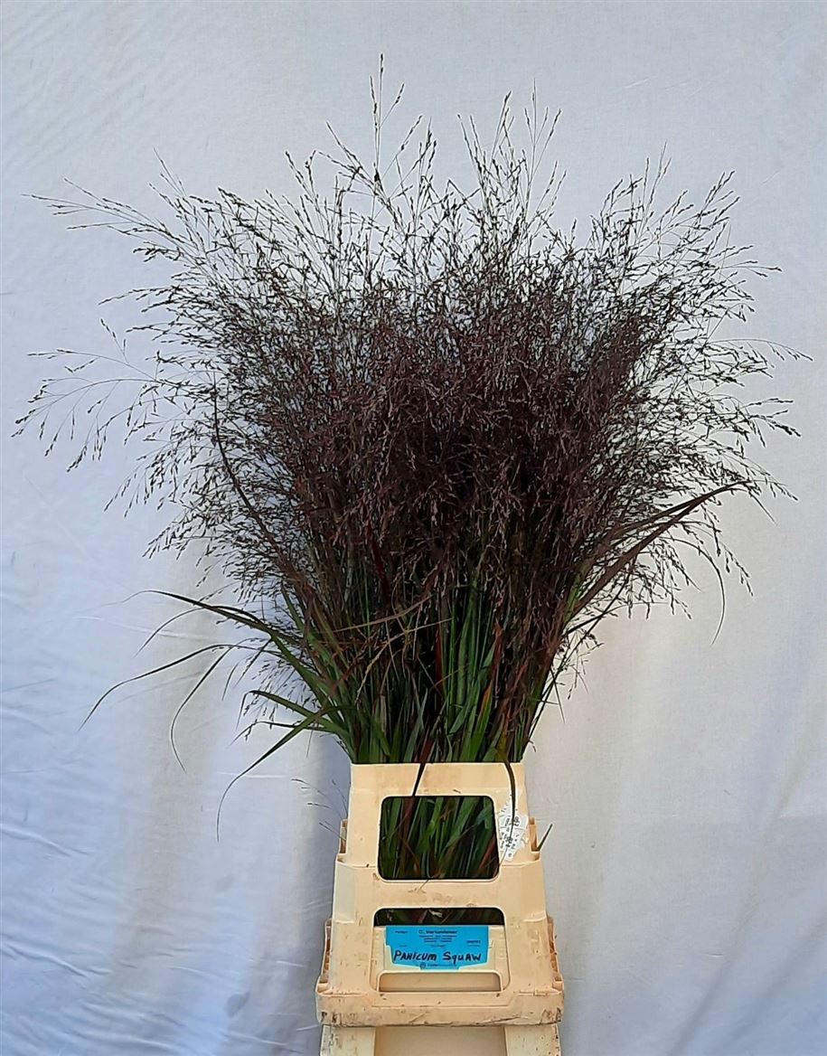 Panicum Squaw 110cm