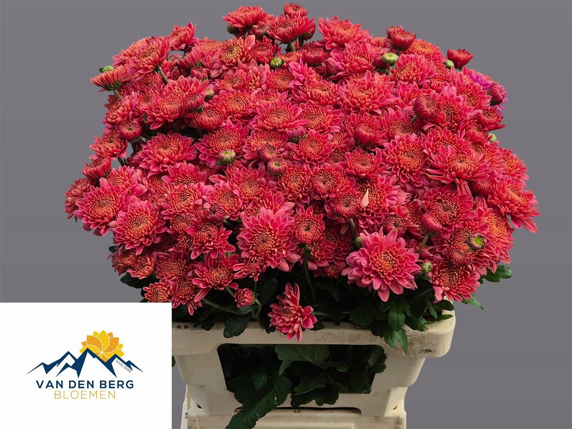 Chrysanth Spray Blenda Salmon 60cm 40gr.