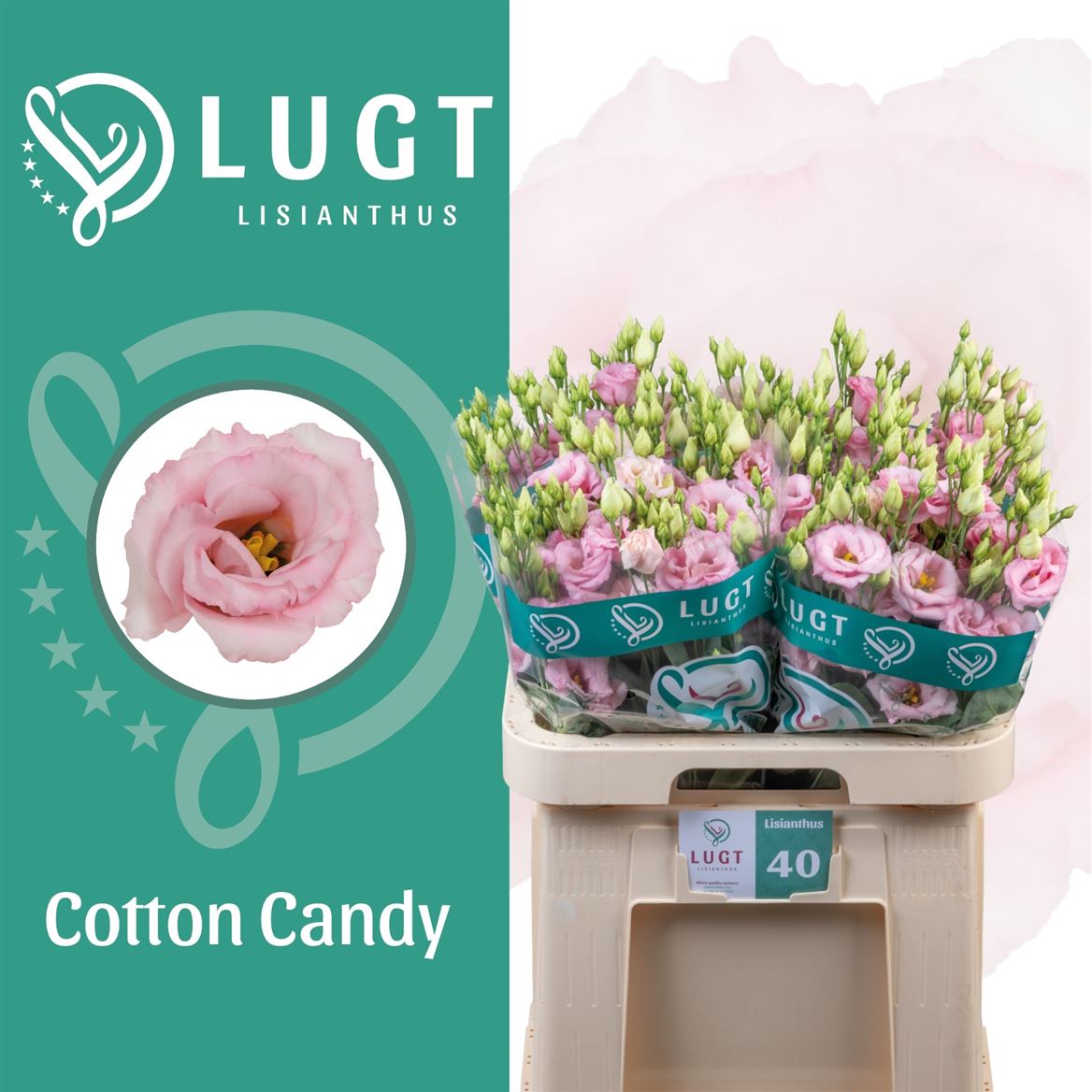 Eustoma Double Cotton Candy 70cm