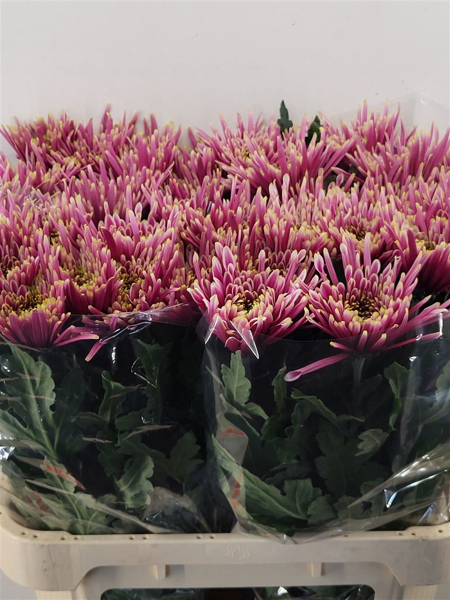 Chrysanth Single Tula Sharletta 80cm 75gr.