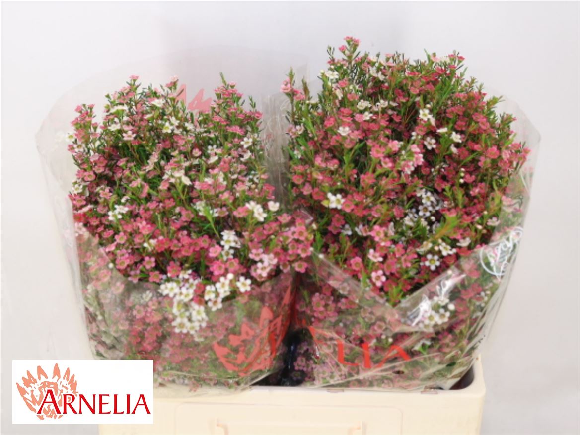 Chamelaucium My Sweet Sixteen 55cm 45gr.