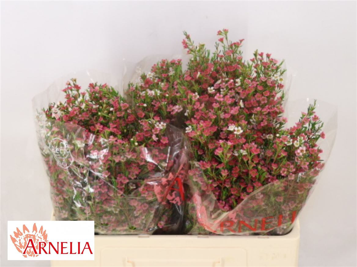 Chamelaucium My Sweet Sixteen 50cm 25gr.