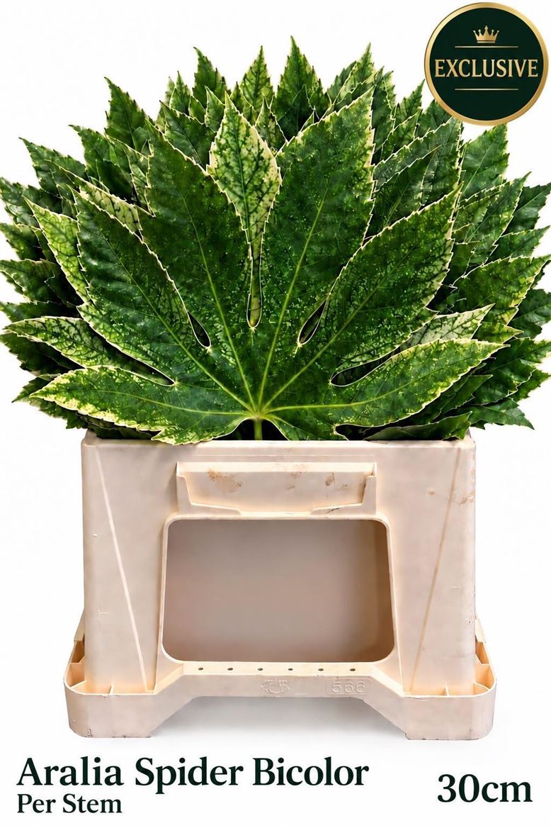 Aralia Cordata 30cm