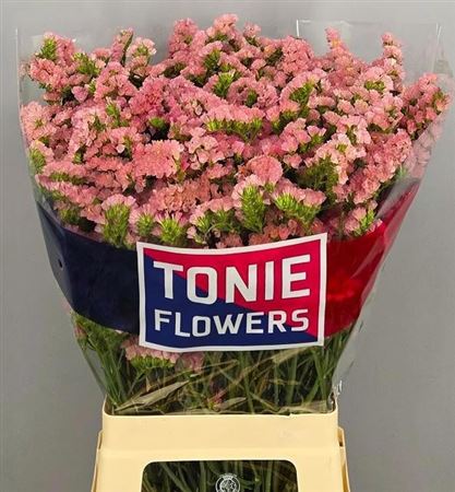 Limonium Sinuatum Peach Wings 70cm 35gr.