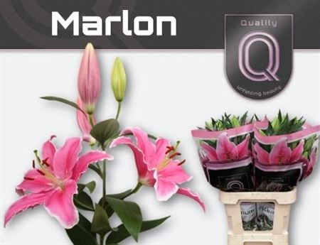Lily Oriental Marlon 90cm 5+