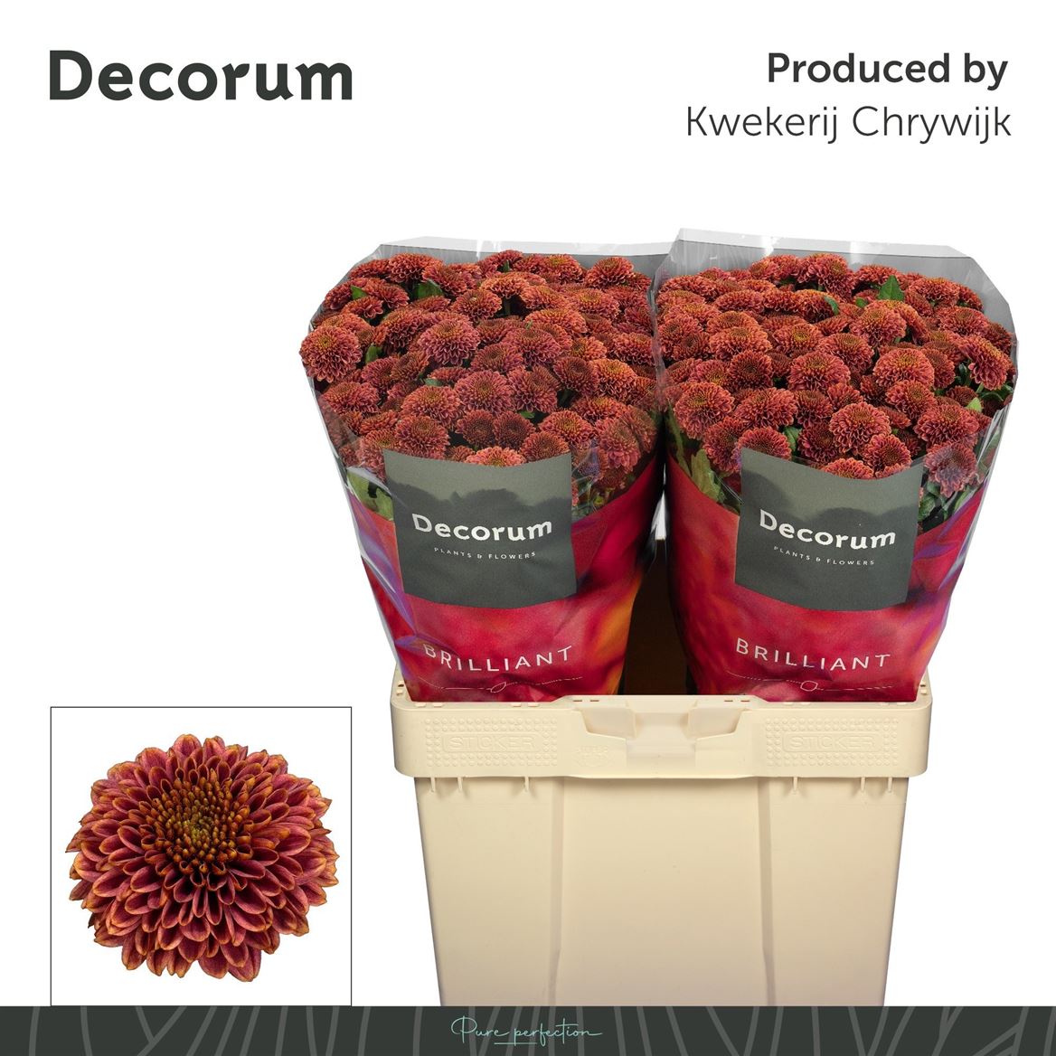 Chrysanth Santini Doria Cherry 55cm 56gr.