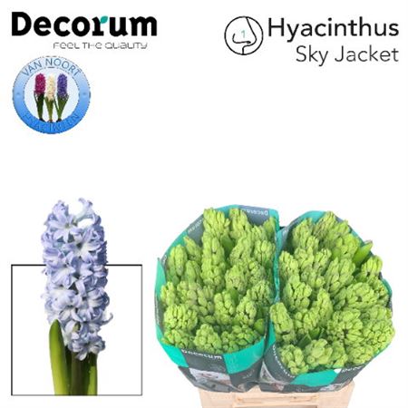 Hyacinthus Sky Jacket 30cm 35-buds