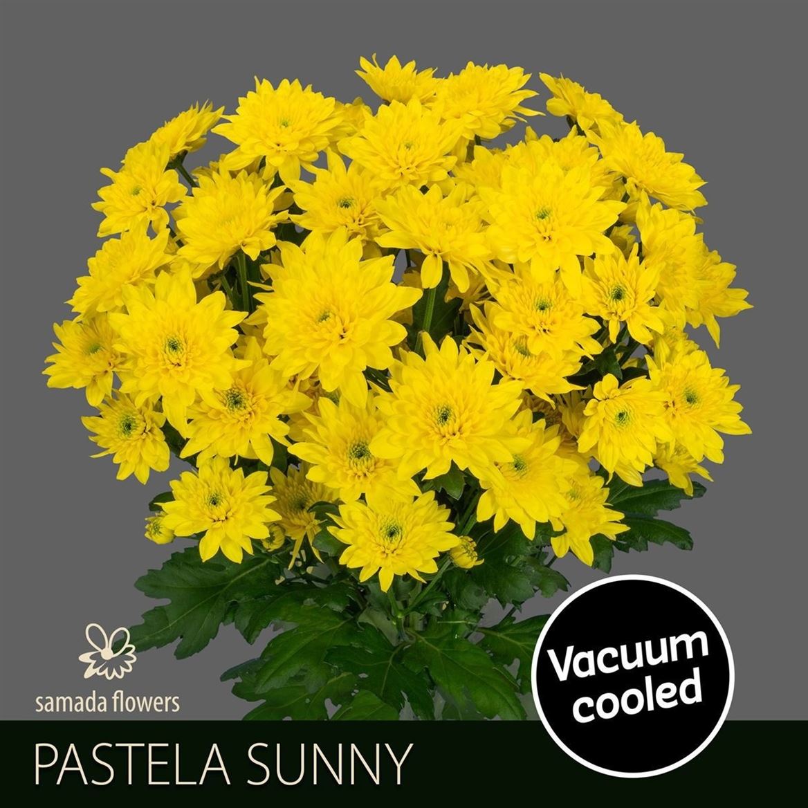 Chrysanth Spray Pastela Sunny 70cm 100gr.