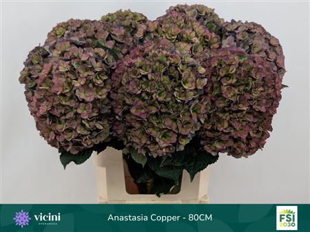 Hydrangea Royal Anastasia Classic 80cm 20-22cm Hd