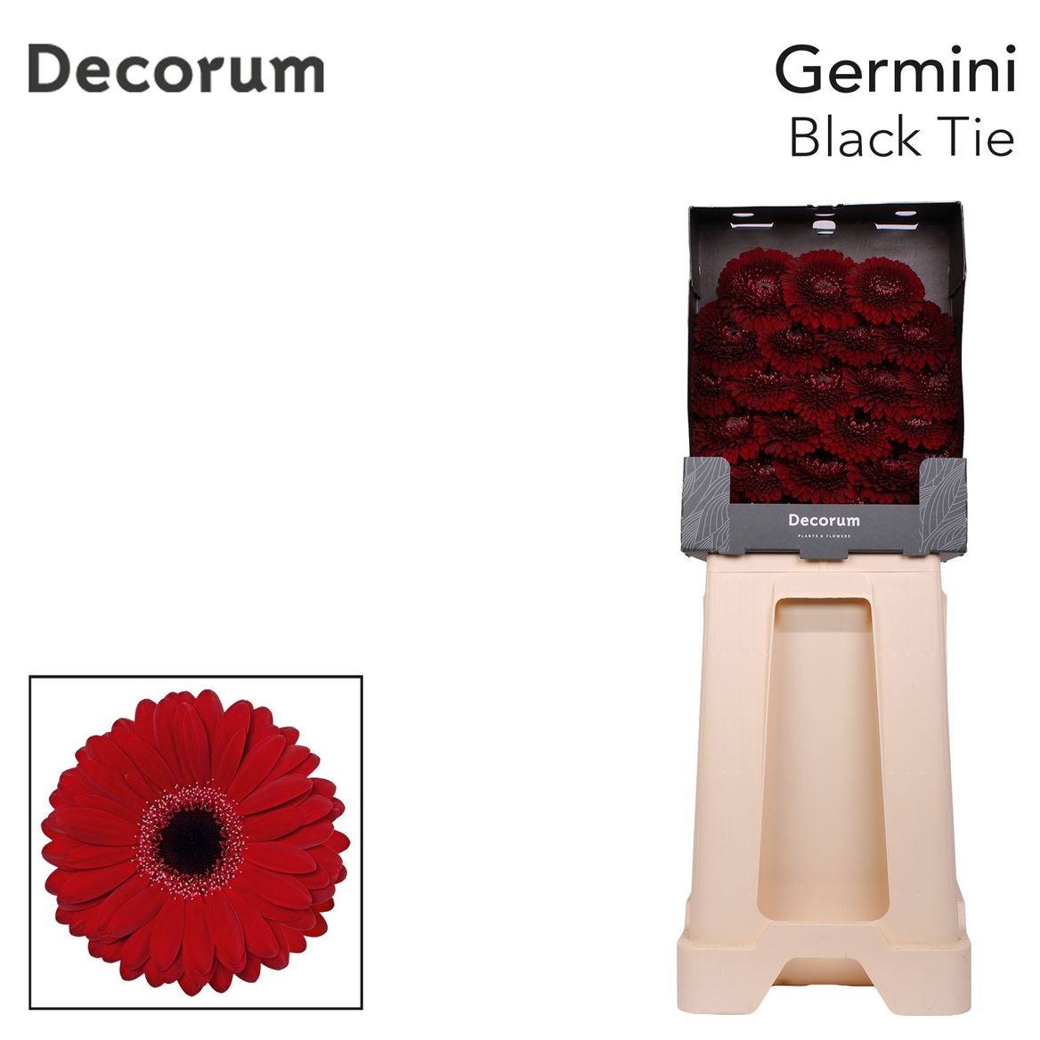 Germini Black Tie 50cm 7Ø