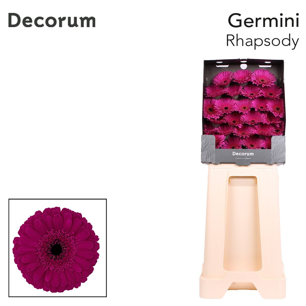 Germini Rhapsody 50cm 7Ø