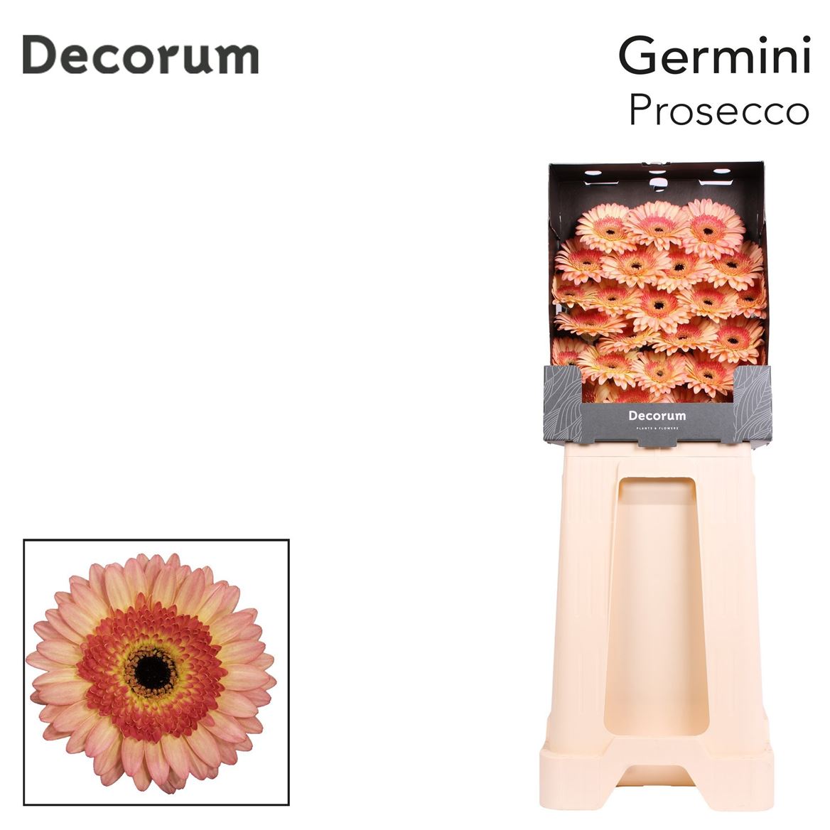 Germini Prosecco 50cm 7Ø