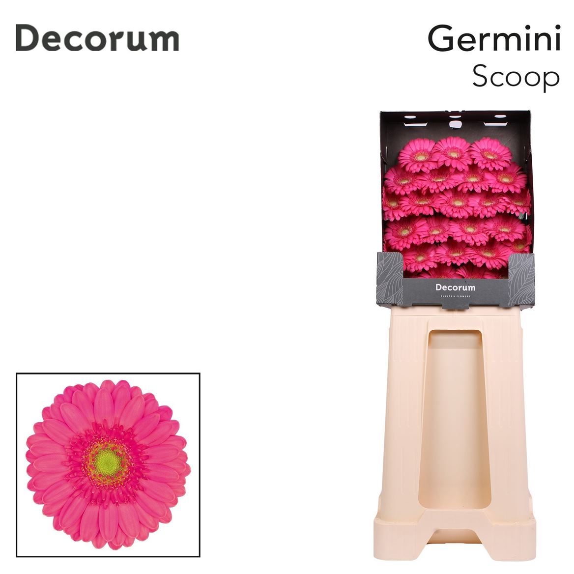 Germini Scoop 50cm 7Ø