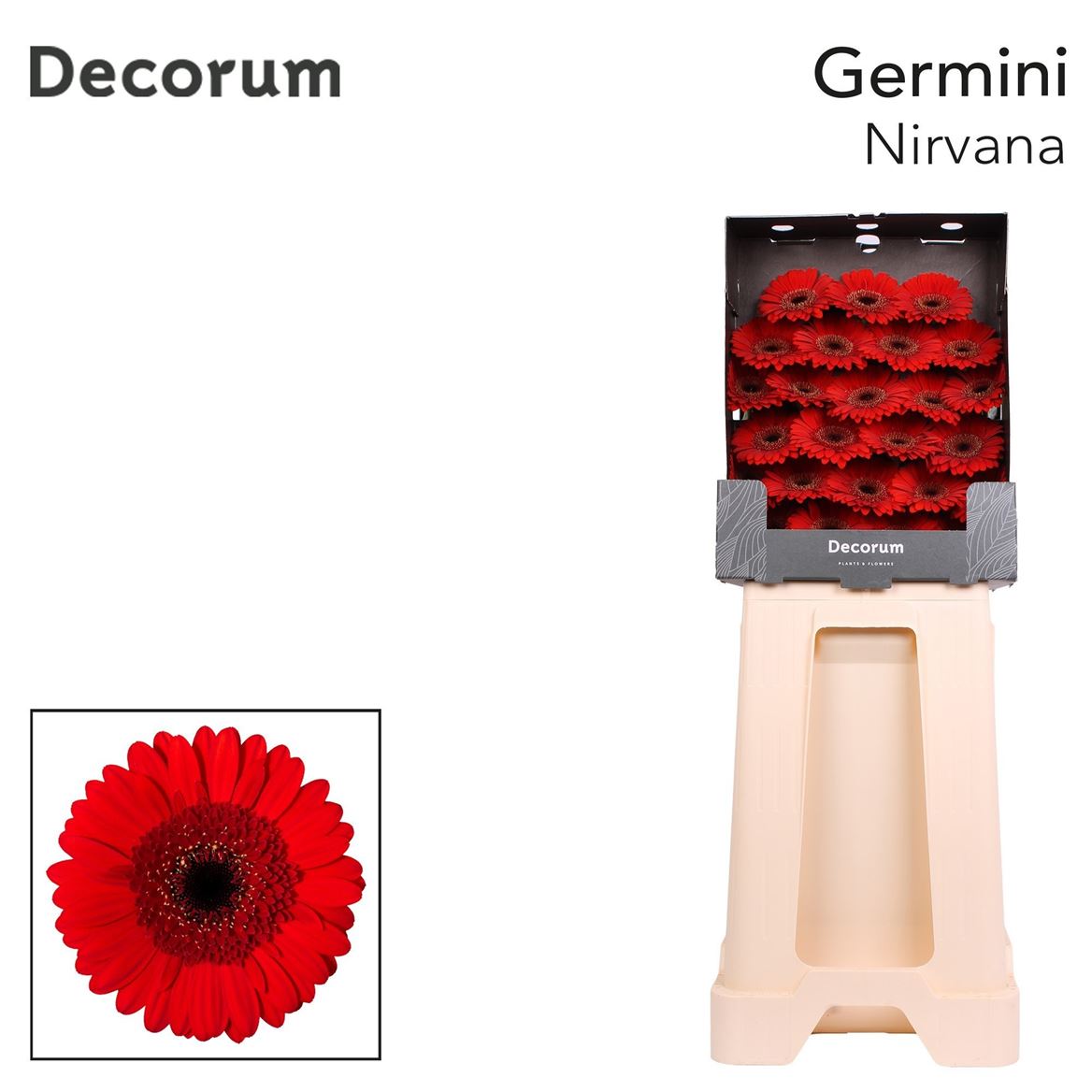 Germini Nirvana 50cm 7Ø